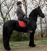 Incredible friesian jorse with alot of value ready for a good family