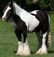 stallion gypsy vanner for sale
