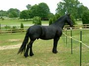 Good looking friesian horse available for rehoming