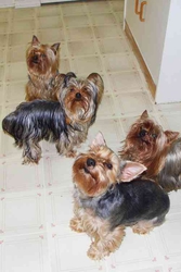 Yorkshire Terrier  Puppies for sale !!!
