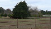 Shop Quality Horse Fencing in Australia