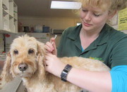 Pet Care Services in Melbourne