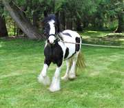 Gypsy Vanner horses for sale .