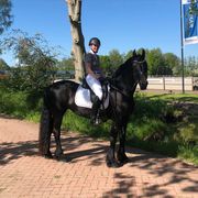 Frisian horse for sale