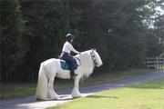 All Man Dream Gypsy Vanner Horse for sale .