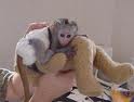 cute baby capuchin monkey for adoption