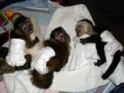 I Have Some Lovely Capuchin Monkeys For Sale