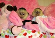 Male and Female capuchin monkeys ready for good