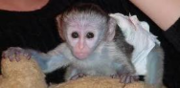 available lovely and well tamed capuchin monkey