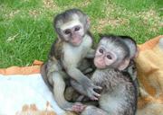 lovely capuchin baby monkey for adoption in australia