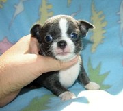 Adorable chihuahua puppies seeking new home