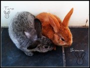 URGENTLY selling BABY RABBITS - name trained! 